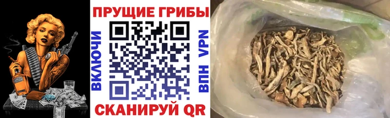 Псилоцибиновые грибы Psilocybe Урай